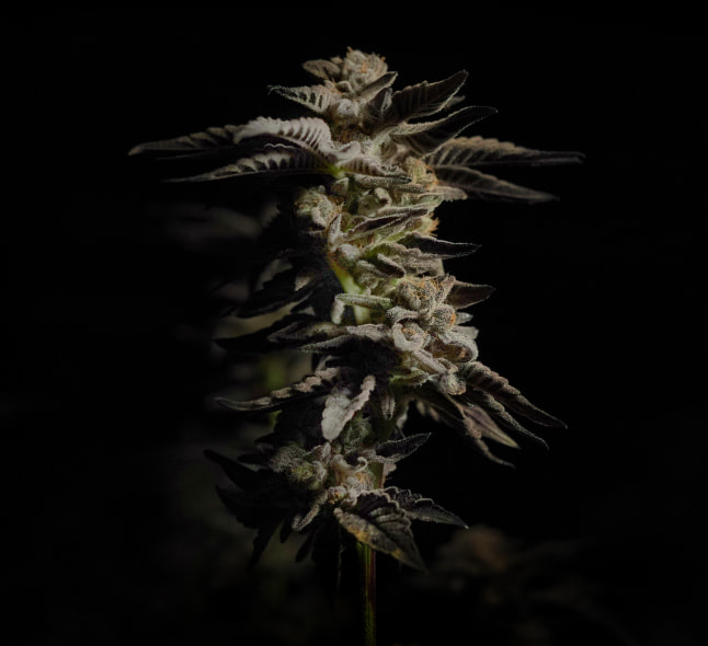 cannaprisma_prismasenses_flower_img01_00