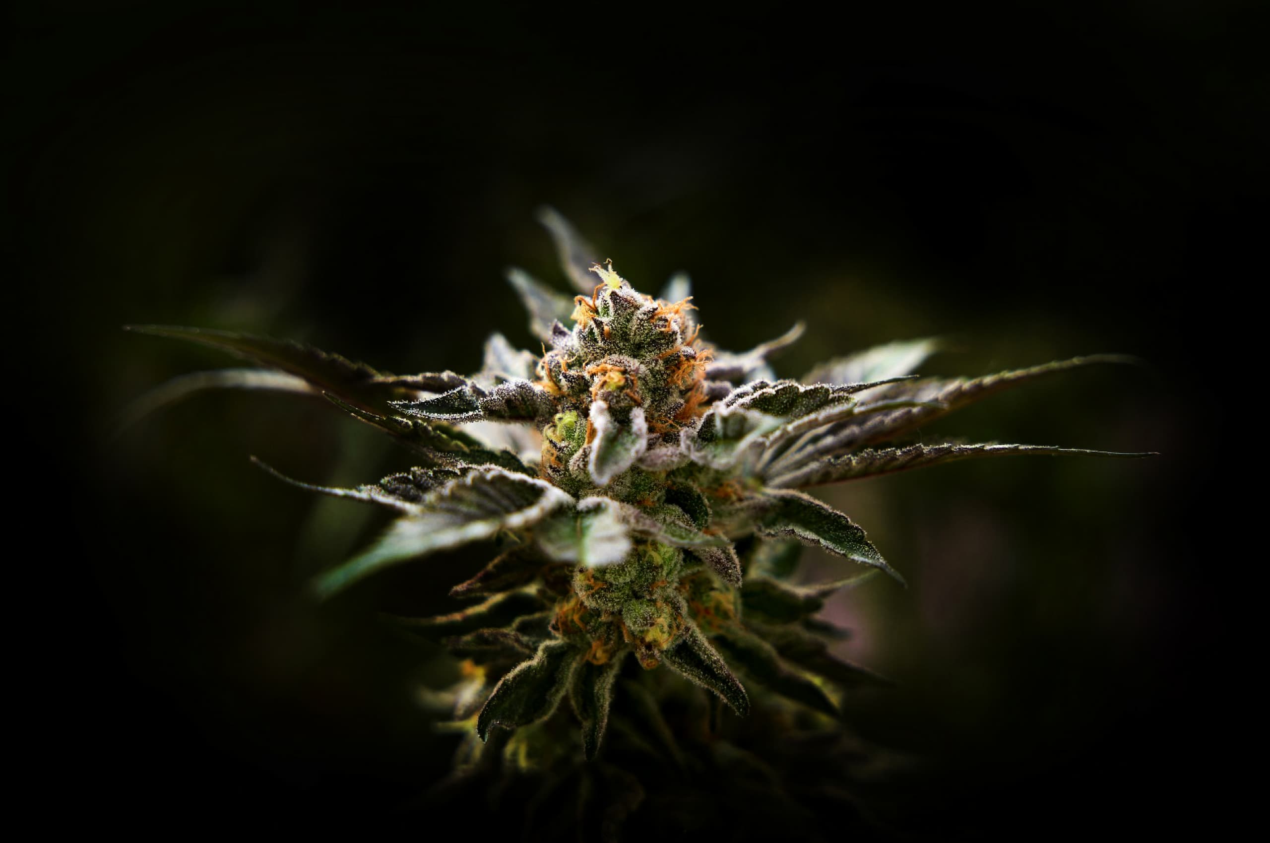 cannaprisma_prismasenses_section01_img_00