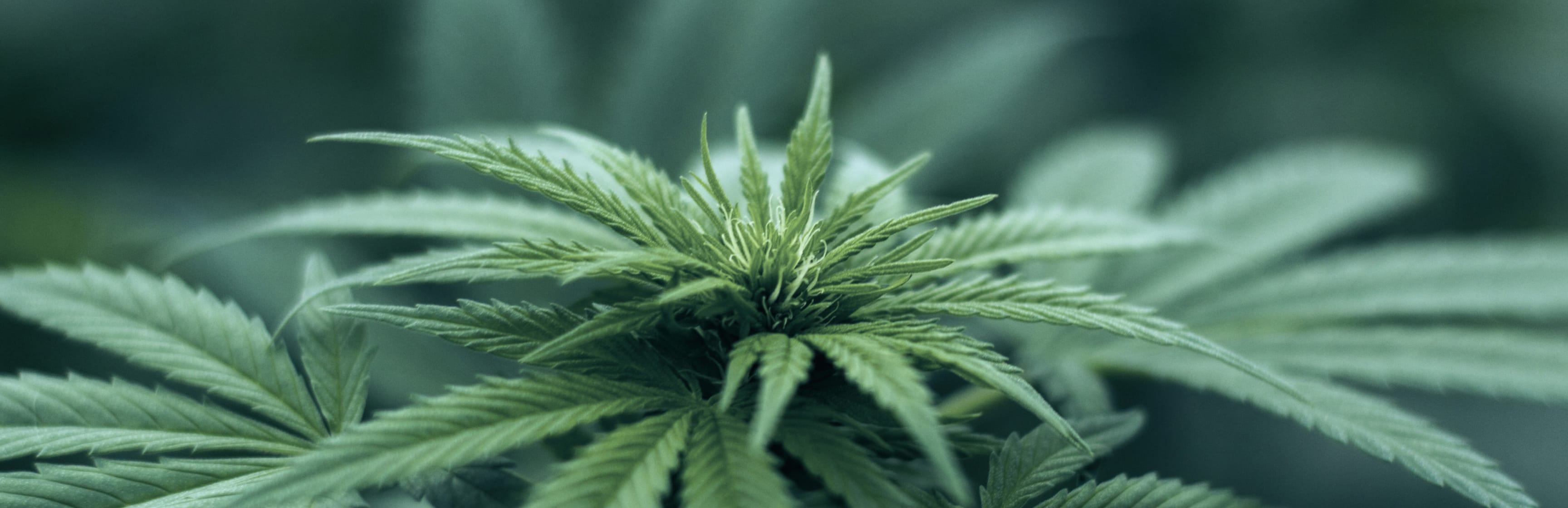Cannprisma provides solutions for both growers and producers