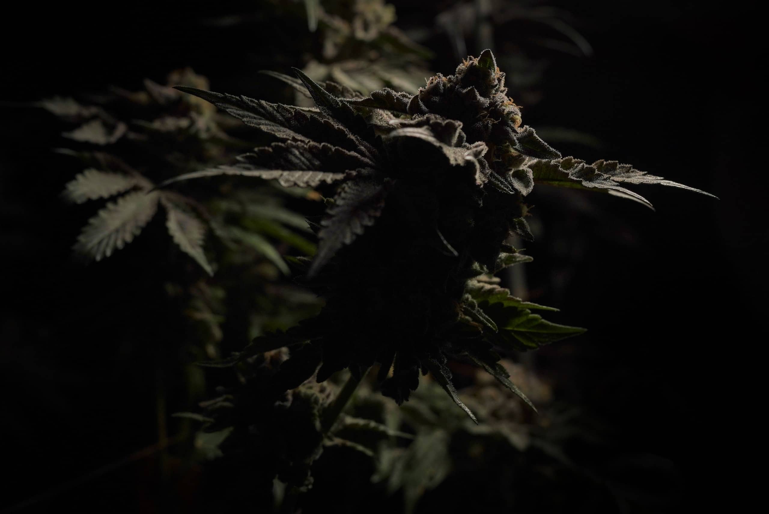 Prisma Senses - Crafting Experiences with Crafted Medical Cannabis