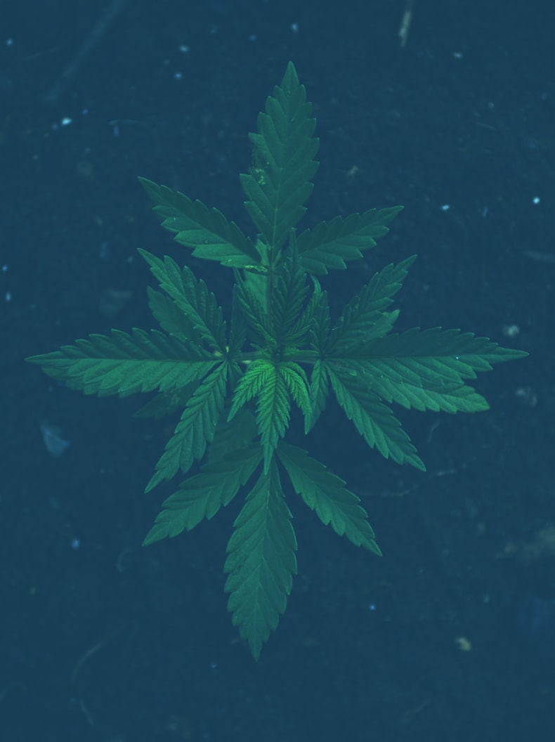 Medical Cannabis Solutions